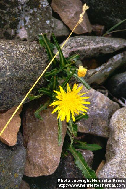 Photo: Sonchus arvensis 1.