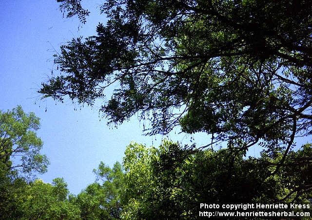 Photo: Sophora japonica.