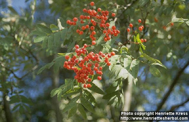 Photo: Sorbus aucuparia 1.