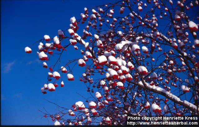 Photo: Sorbus aucuparia 10.