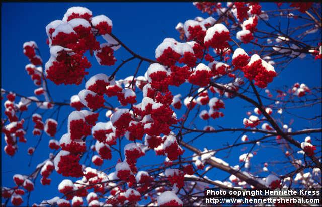 Photo: Sorbus aucuparia 14.