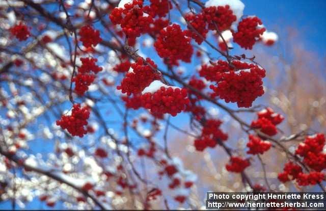 Photo: Sorbus aucuparia 15.