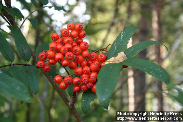 Photo: Sorbus aucuparia 19.