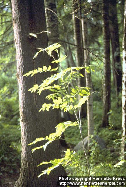 Photo: Sorbus aucuparia 3.