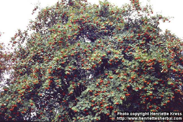 Photo: Sorbus aucuparia 4.