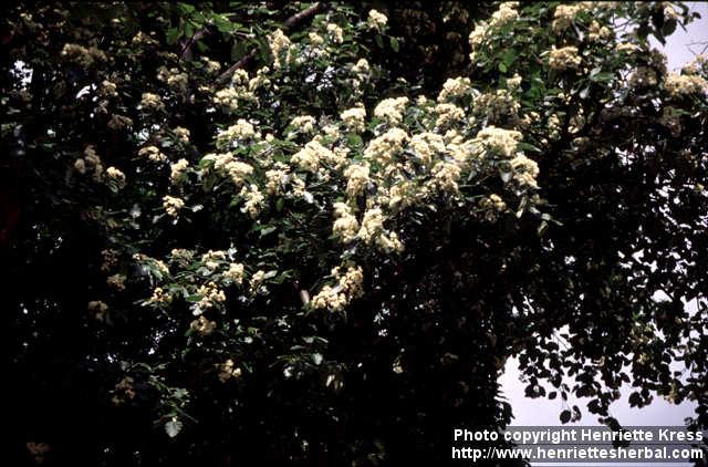 Photo: Sorbus hybrida 2.