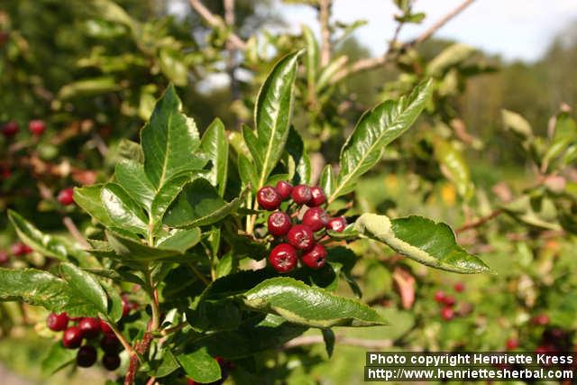 Photo: Sorbus hybrida 6.