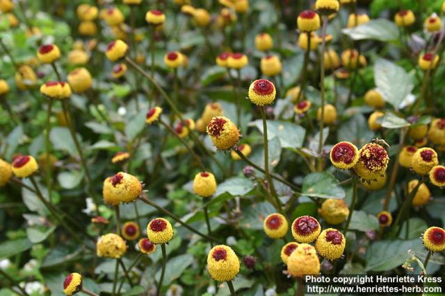 Photo: Spilanthes oleracea 1.