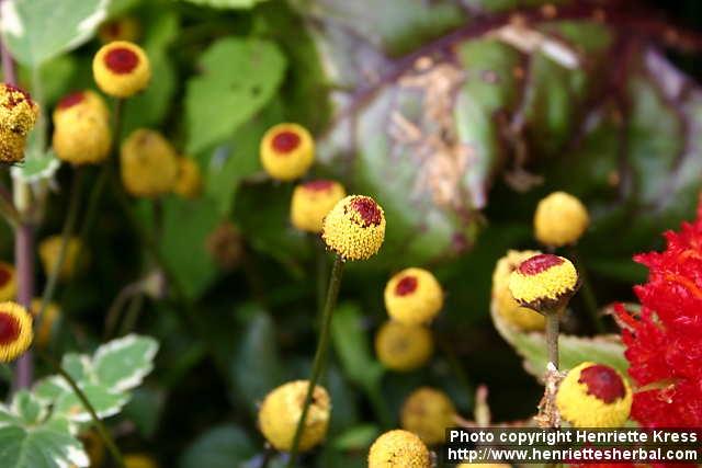 Photo: Spilanthes oleracea 3.