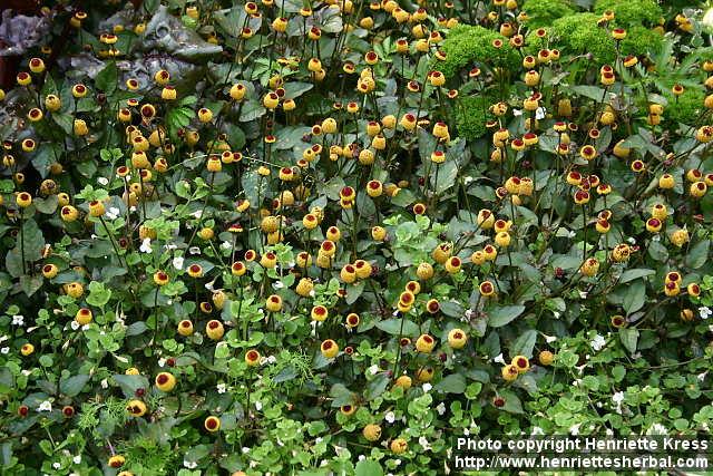 Photo: Spilanthes oleracea 4.