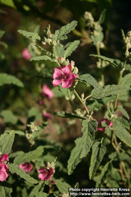 Photo: Sphaeralcea hastulata 1.