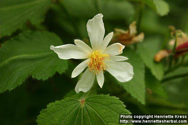 Photo: Sparrmannia africana.