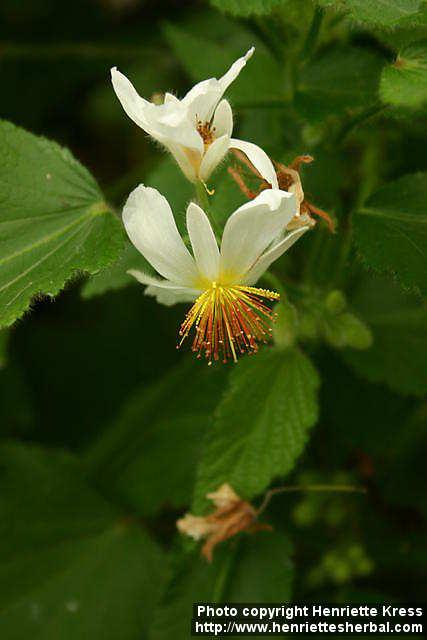 Photo: Sparrmannia africana 1.