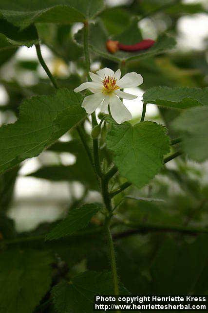 Photo: Sparrmannia africana 2.