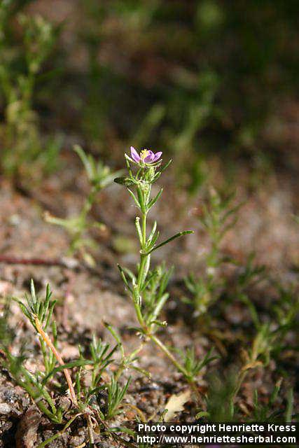 Photo: Spergularia rubra.