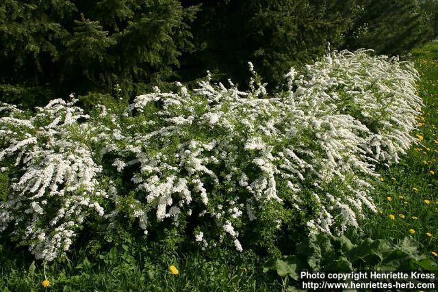 Photo: Spiraea x cinerea 0.