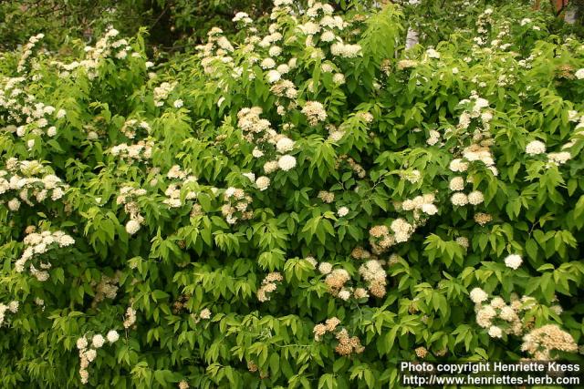 Photo: Spirea chamaedryfolia 0.