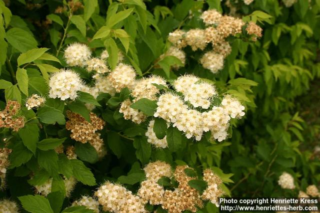 Photo: Spirea chamaedryfolia 1.