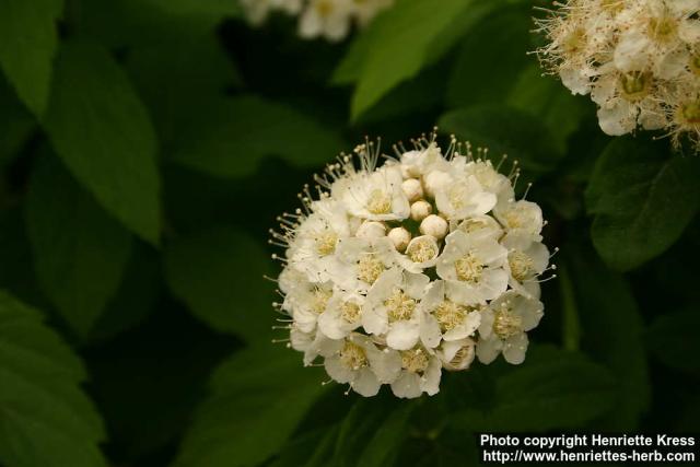 Photo: Spirea chamaedryfolia 2.