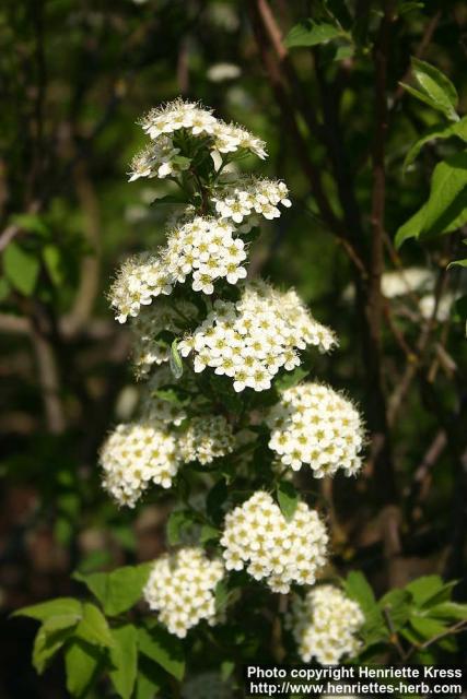 Photo: Spiraea media 1.