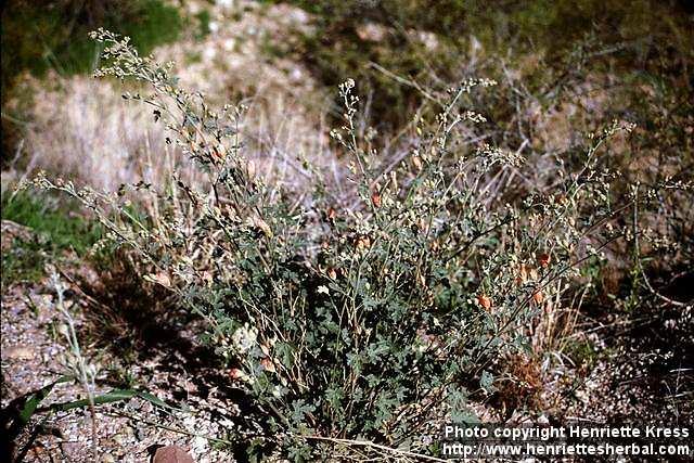 Photo: Sphaeralcea ambigua.