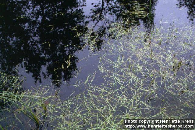 Photo: Sparganium natans.