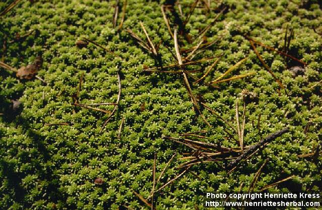 Photo: Sphagnum.