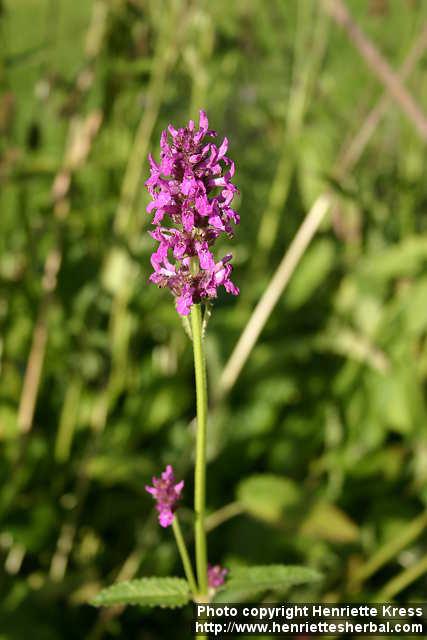 Photo: Stachys officinalis 4.