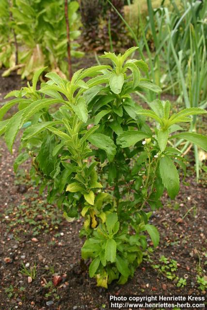 Photo: Stevia rebaudiana 4.