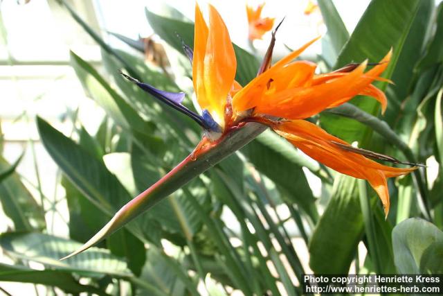 Photo: Strelitzia reginae 3.