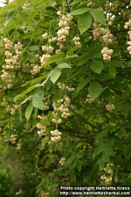 Photo: Staphylea pinnata.