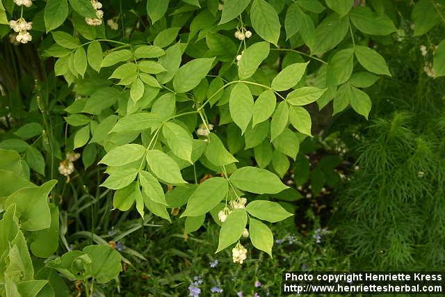 Photo: Staphylea pinnata 1.