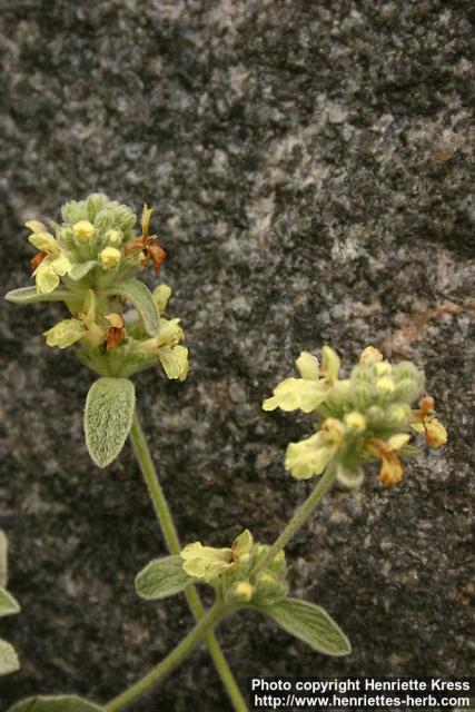 Photo: Stachys chrysantha 1.