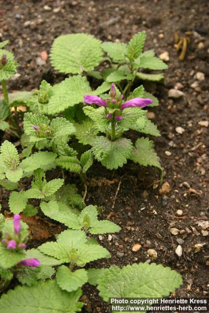 Photo: Stachys macrantha.