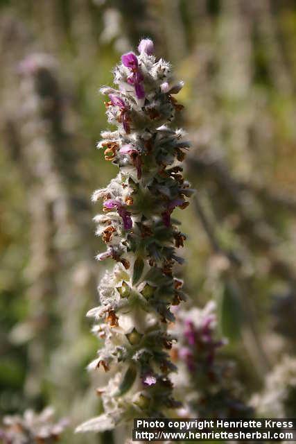 Photo: Stachys byzantina 4.