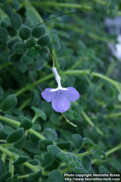 Photo: Streptocarpus saxorum.