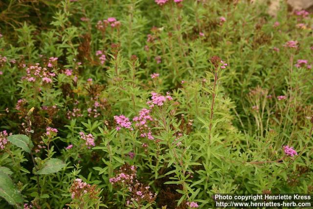 Photo: Stevia eupatoria 2.