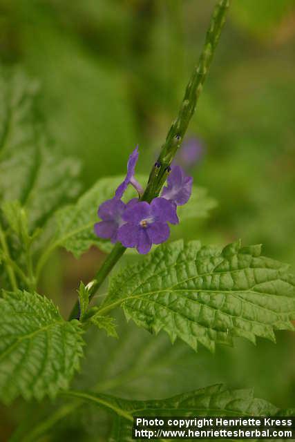 Photo: Stachytarpheta 1.