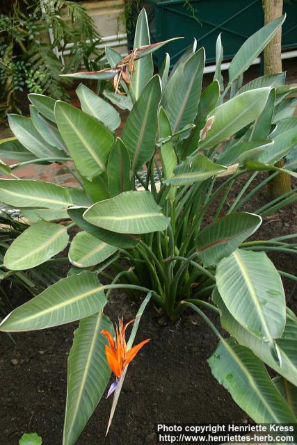 Photo: Strelitzia reginae 5.