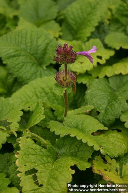 Photo: Stachys macrantha 1.