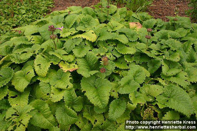 Photo: Stachys macrantha 2.