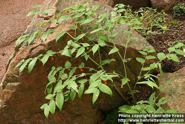 Photo: Streptopus amplexifolius 2.