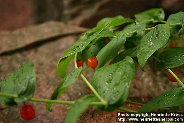 Photo: Streptopus amplexifolius 3.