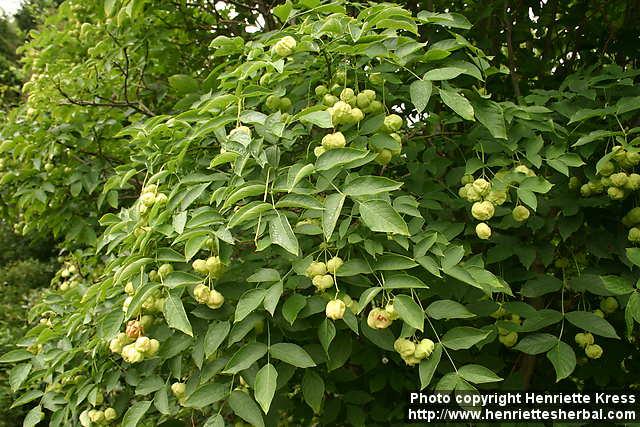 Photo: Staphylea pinnata 2.