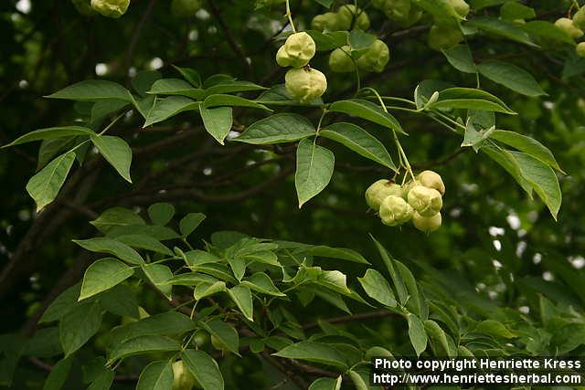 Photo: Staphylea pinnata 3.