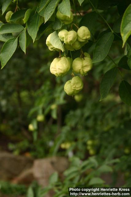 Photo: Staphylea pinnata 4.