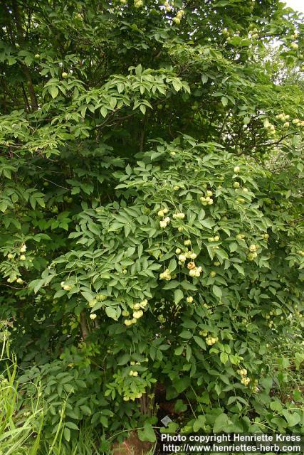 Photo: Staphylea pinnata 5.