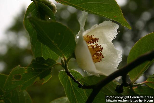 Photo: Stewartia pseudocamellia.