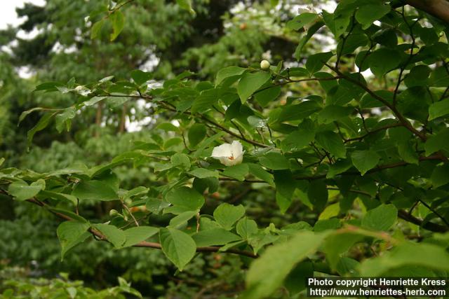 Photo: Stewartia pseudocamellia 1.