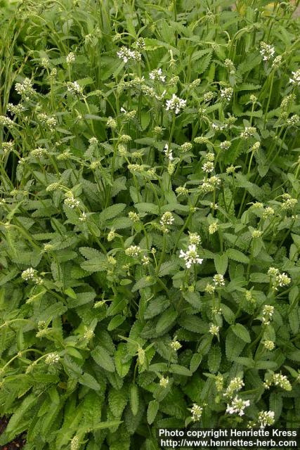 Photo: Stachys pradica.